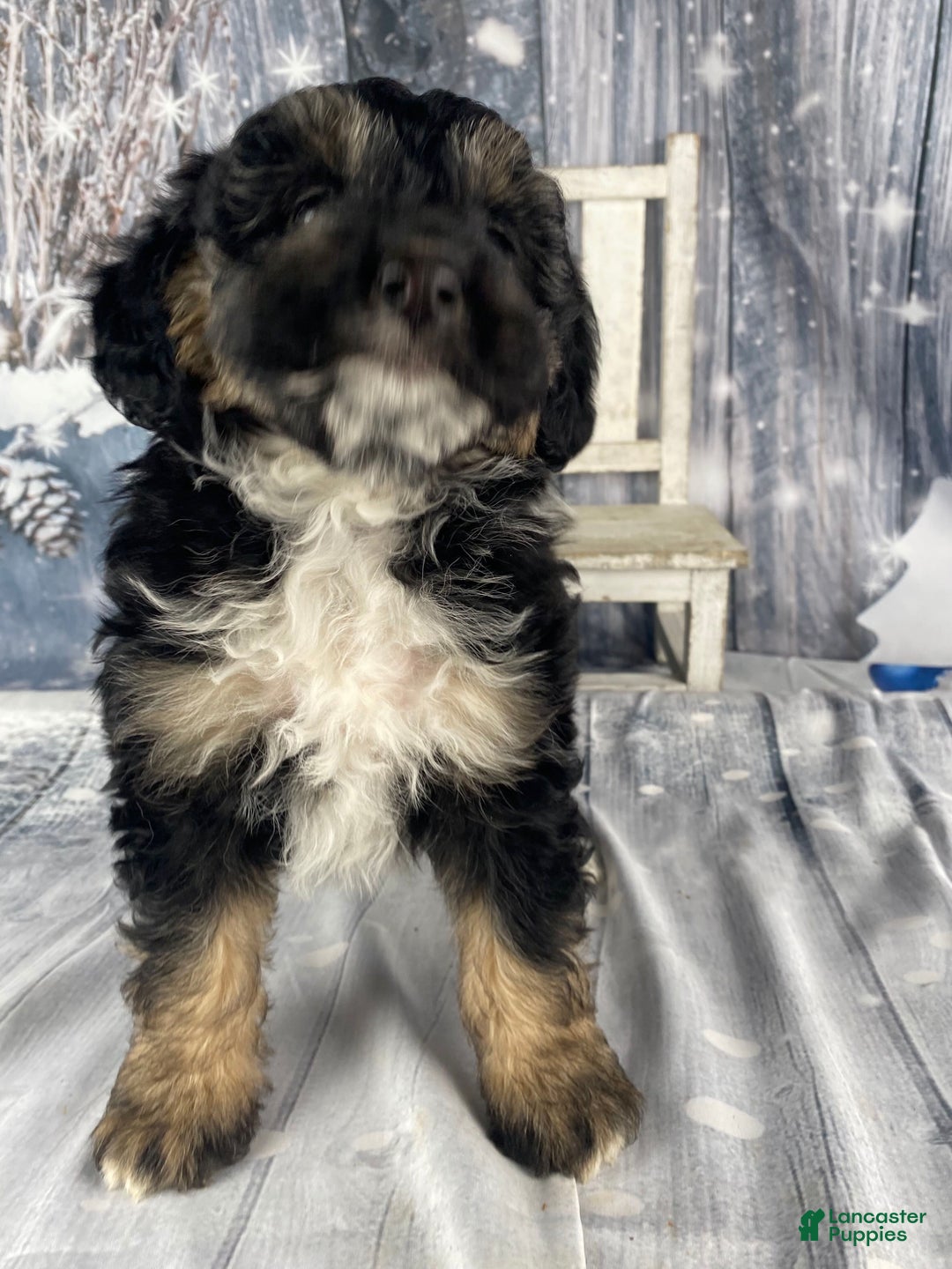Aussiedoodle dogs for sale: Clarabell - Ad 3