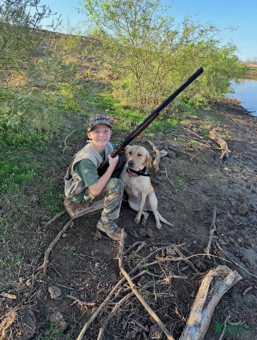 Labrador Retriever dogs for sale: Labrador Retriever 2 - Ad 8
