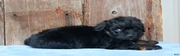 Aussiedoodle dogs for sale: Colt - Ad 1