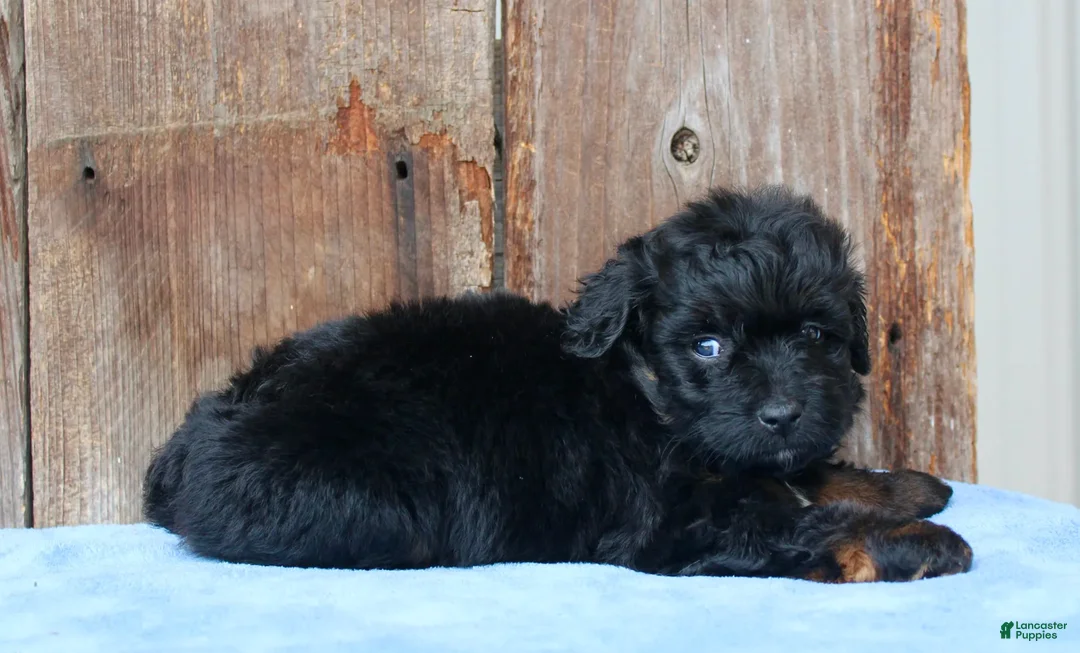 Aussiedoodle dogs for sale: Colt - Ad 1