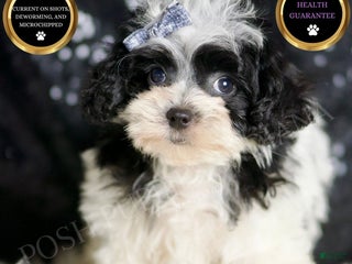 Maltipoo dogs - Ad 3