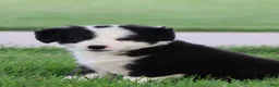 Border Collie dogs for sale: Lainey - Ad 3