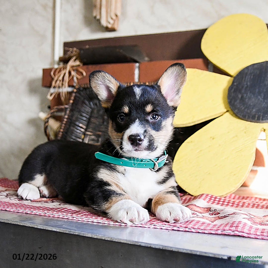 Welsh Corgi Pembroke dogs for sale: Dodger - Ad 2