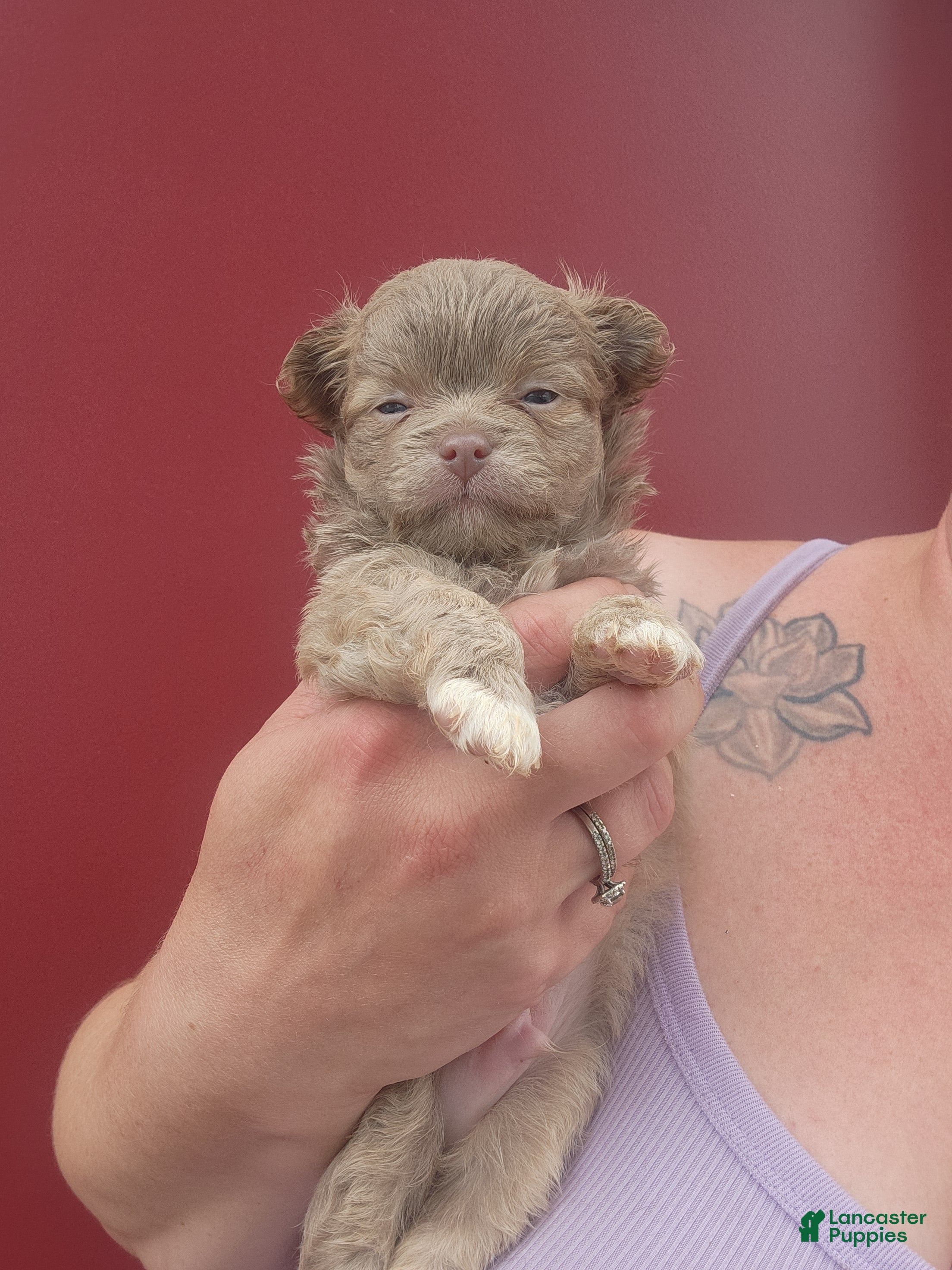 Chihuahua dogs Jasper - Ad 9