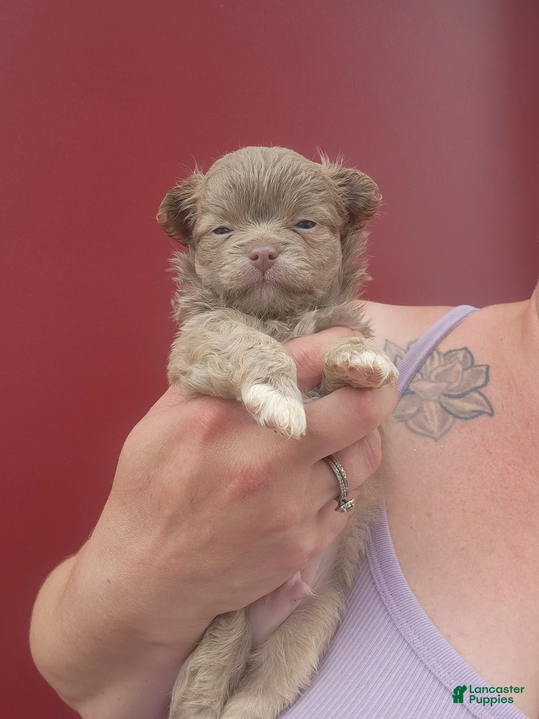 Chihuahua dogs for sale: Jasper - Ad 1