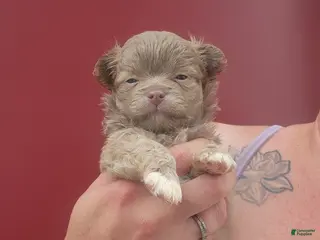 Chihuahua dogs Jasper - Ad 20