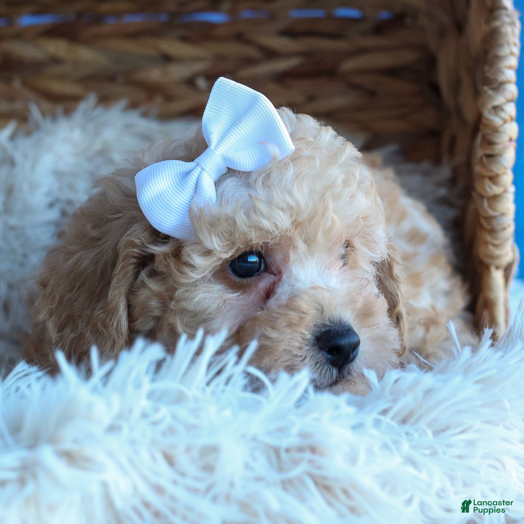 Miniature Poodle dogs for sale: LEO - Ad 11