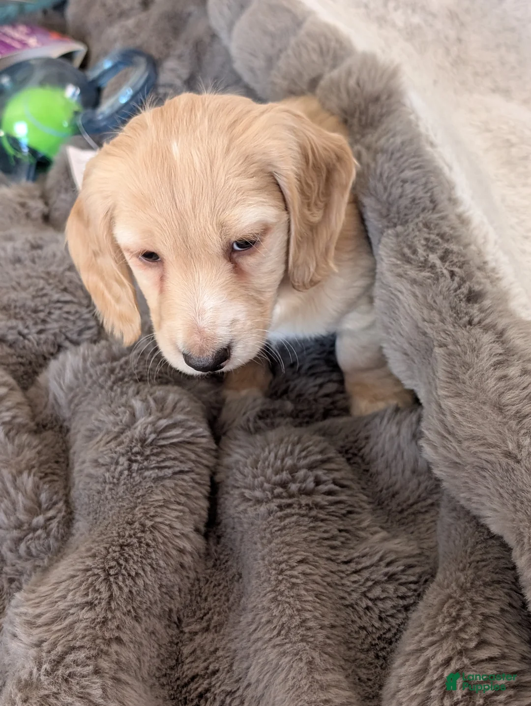 Miniature Dachshund dogs for sale: Miniature Dachshund Puppy 1 - Ad 11