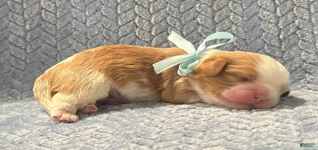 Gallery Image {{count}}