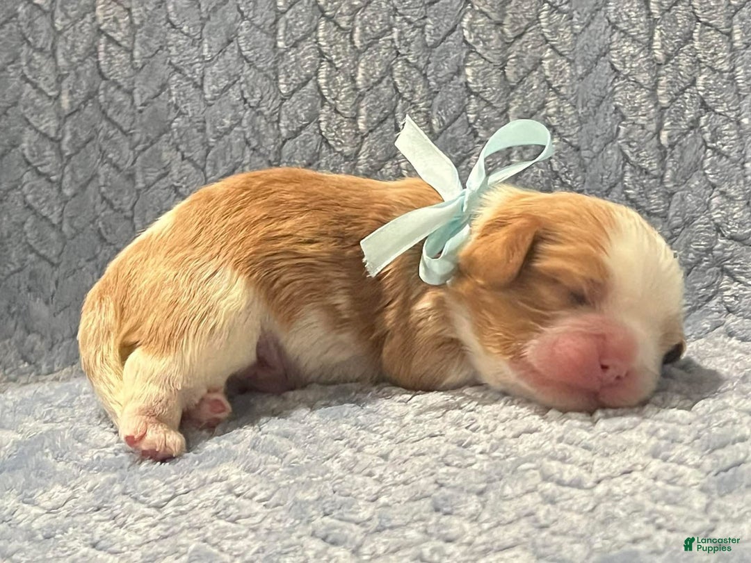 Gallery Image {{count}}