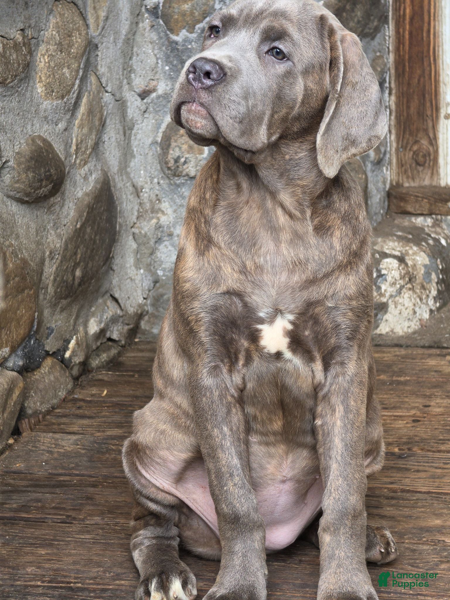 Cane Corso dogs Cane Corso 1 - Ad 1