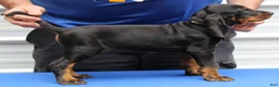 Black And Tan Coonhound dogs for sale: Liza - Ad 3
