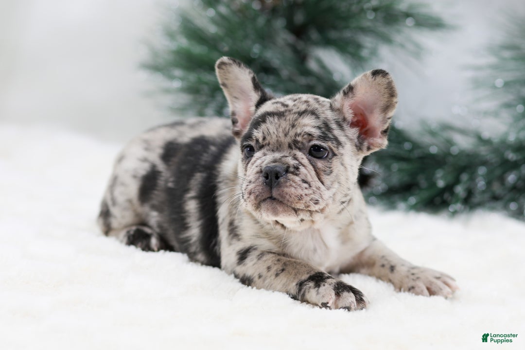 French Bulldog dogs for sale: Beauty - Ad 4