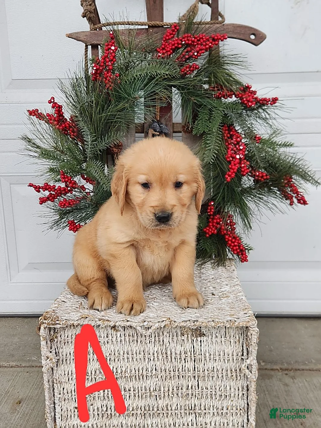 Gallery Image {{count}}