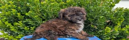 Mixed Breed dogs for sale: Duke - Ad 3