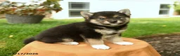 Shiba Inu dogs for sale: Cheyenne - Ad 4