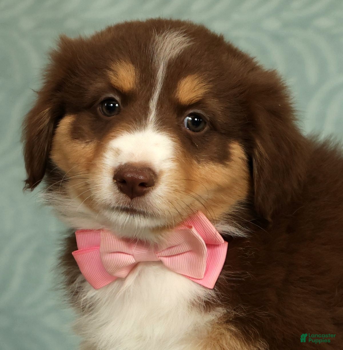 Australian Shepherd dogs for sale: Pearl - Ad 3