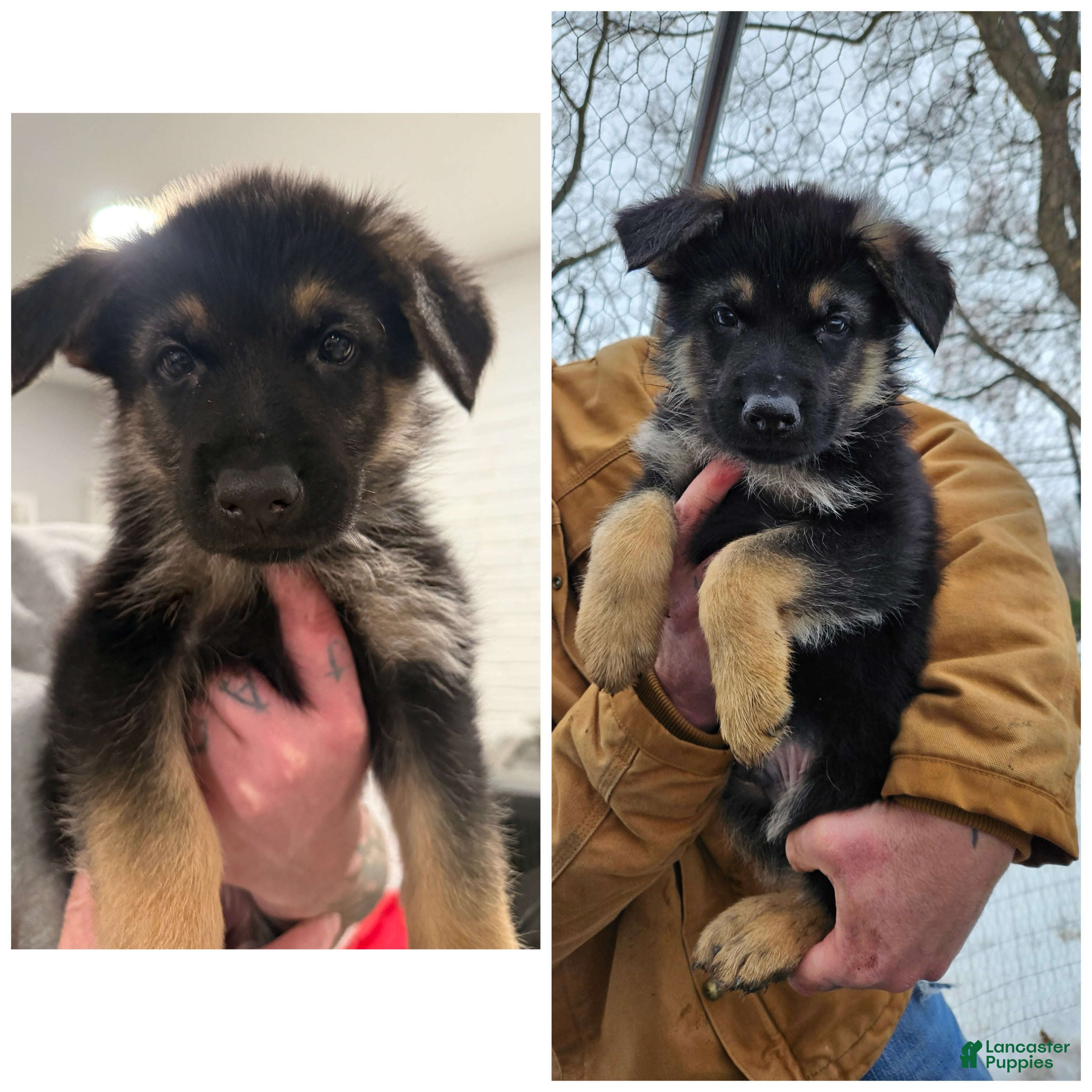 German Shepherd dogs German Shepherd Puppy 3 - Ad 32