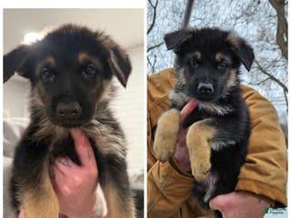 German Shepherd dogs German Shepherd Puppy 3 - Ad 36