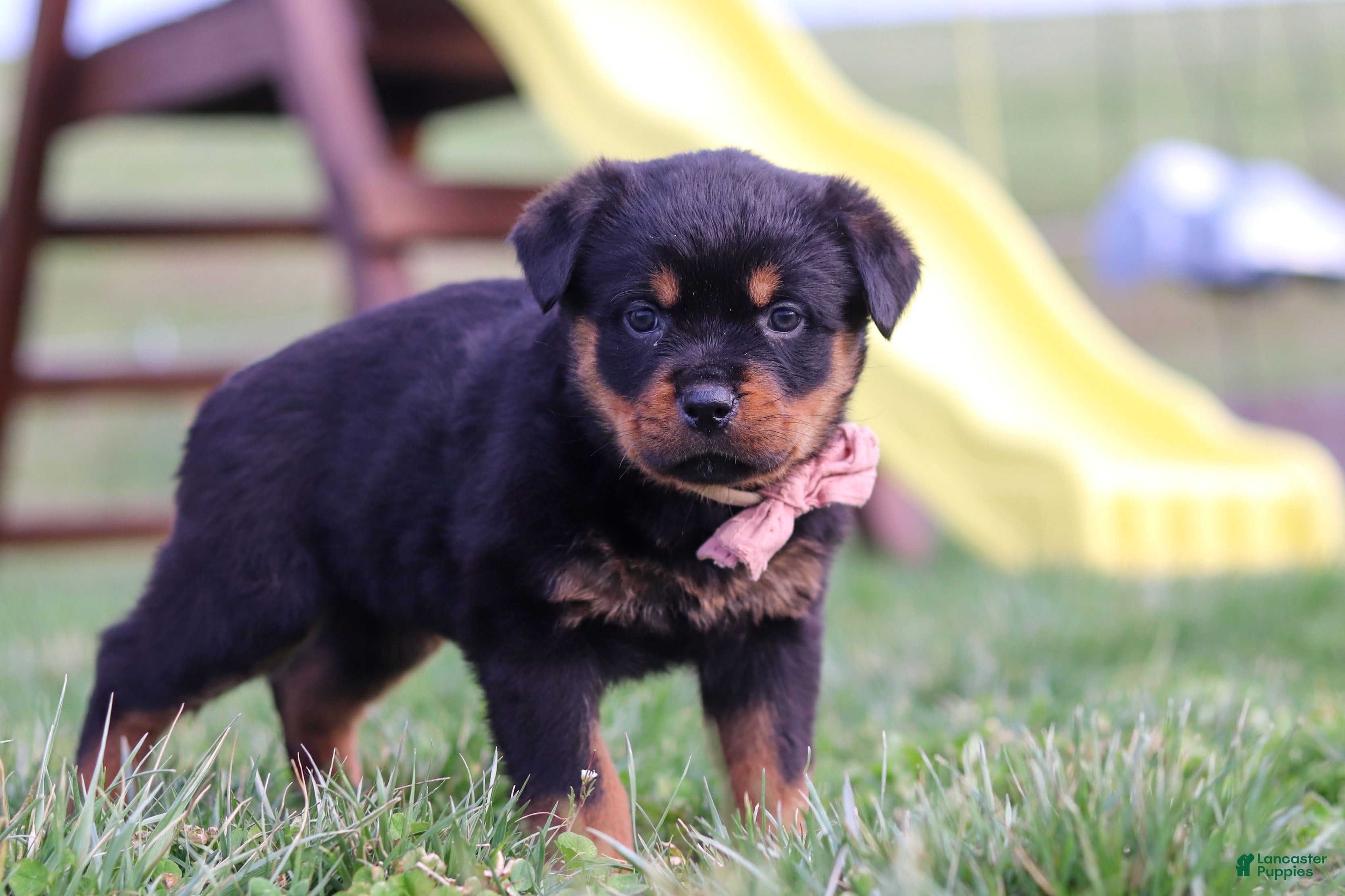 Rottweiler dogs Rita - Ad 2