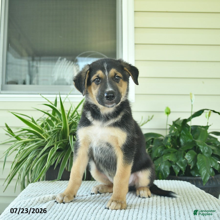 Mixed Breed dogs Rocky  - Ad 1