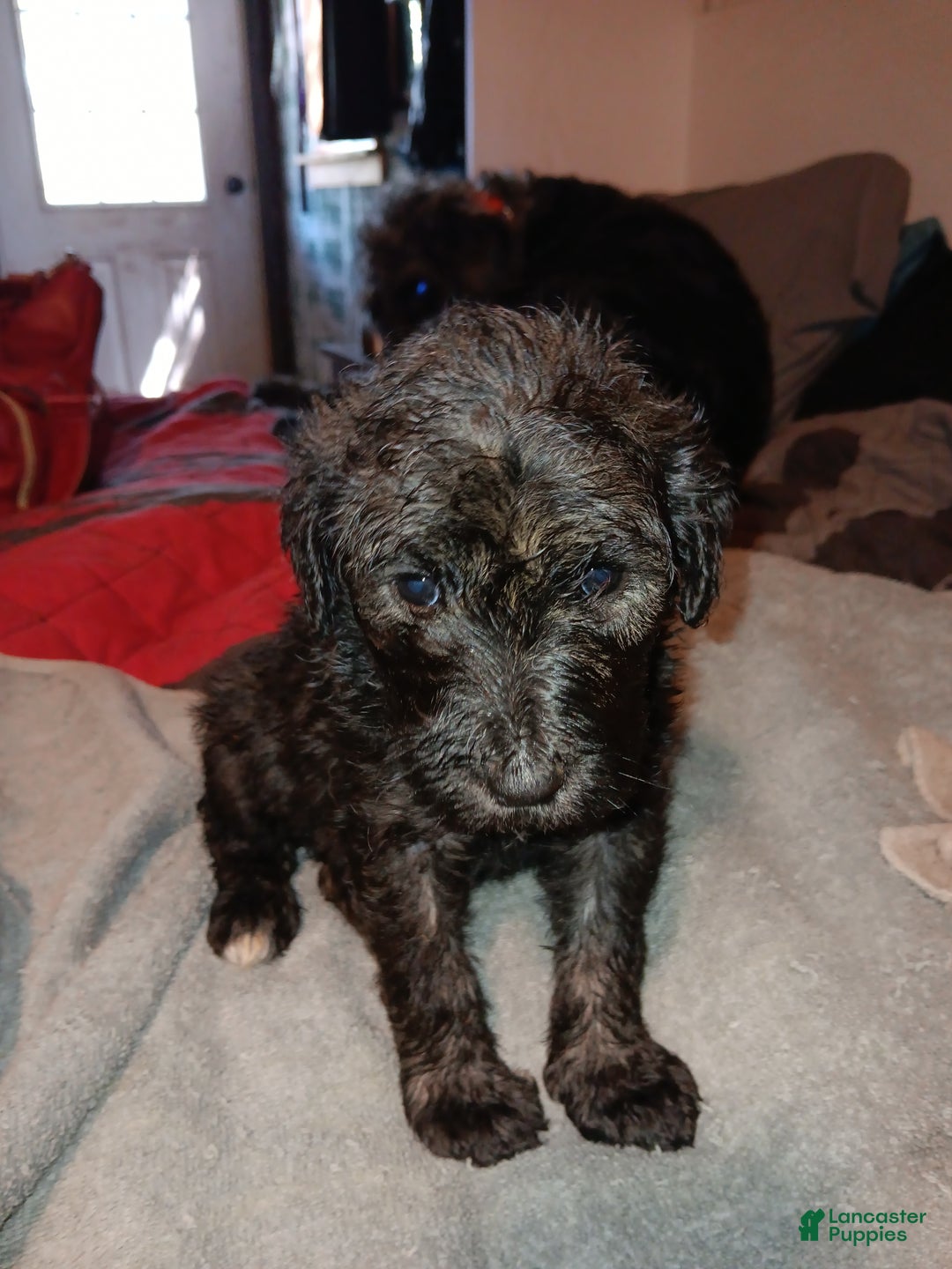 Labradoodle dogs for sale: Princess  - Ad 12