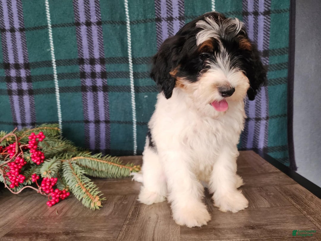 Mini Bernedoodle dogs for sale: Vixon - Ad 1