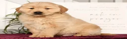 Golden Retriever dogs for sale: Ranger - Ad 5