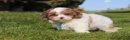 Shihpoo dogs for sale: Thomas - Ad 6