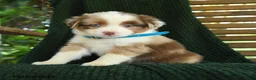 Miniature Australian Shepherd dogs for sale: Ash  - Ad 4