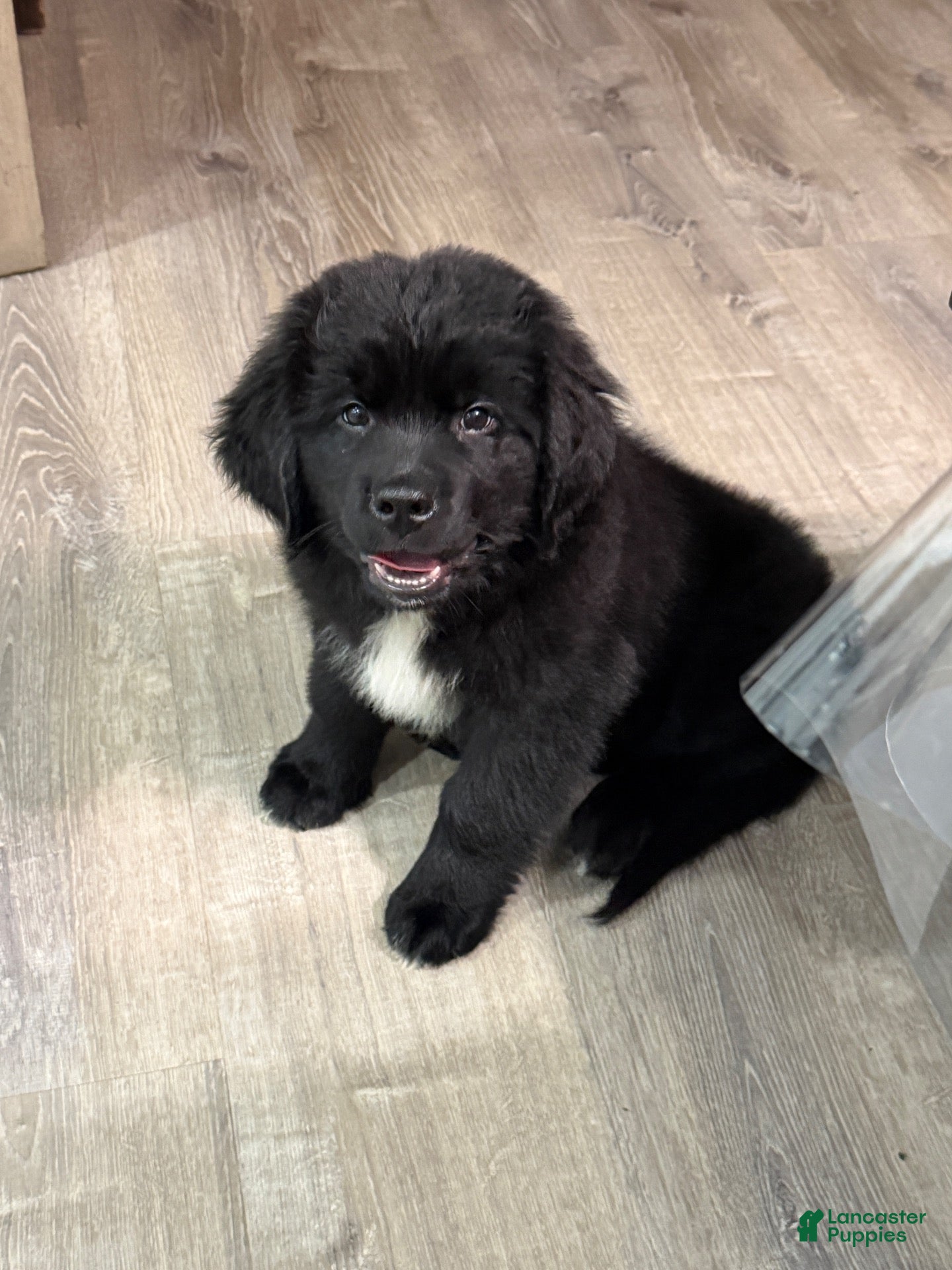 Newfoundland