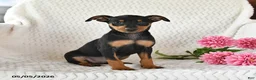 Miniature Pinscher dogs for sale: Toby - Ad 4
