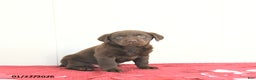 Labrador Retriever dogs for sale: Hunter - Ad 1
