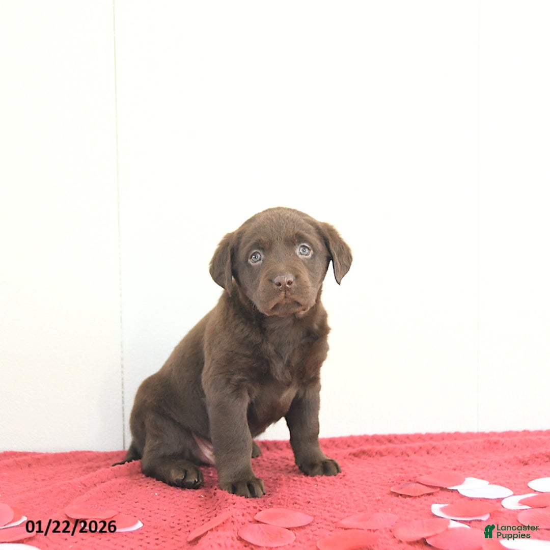 Labrador Retriever dogs for sale: Hunter - Ad 1