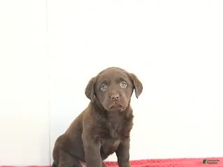 Labrador Retriever dogs Hunter - Ad 22