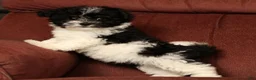 Havapoo dogs for sale: Beauty - Ad 8