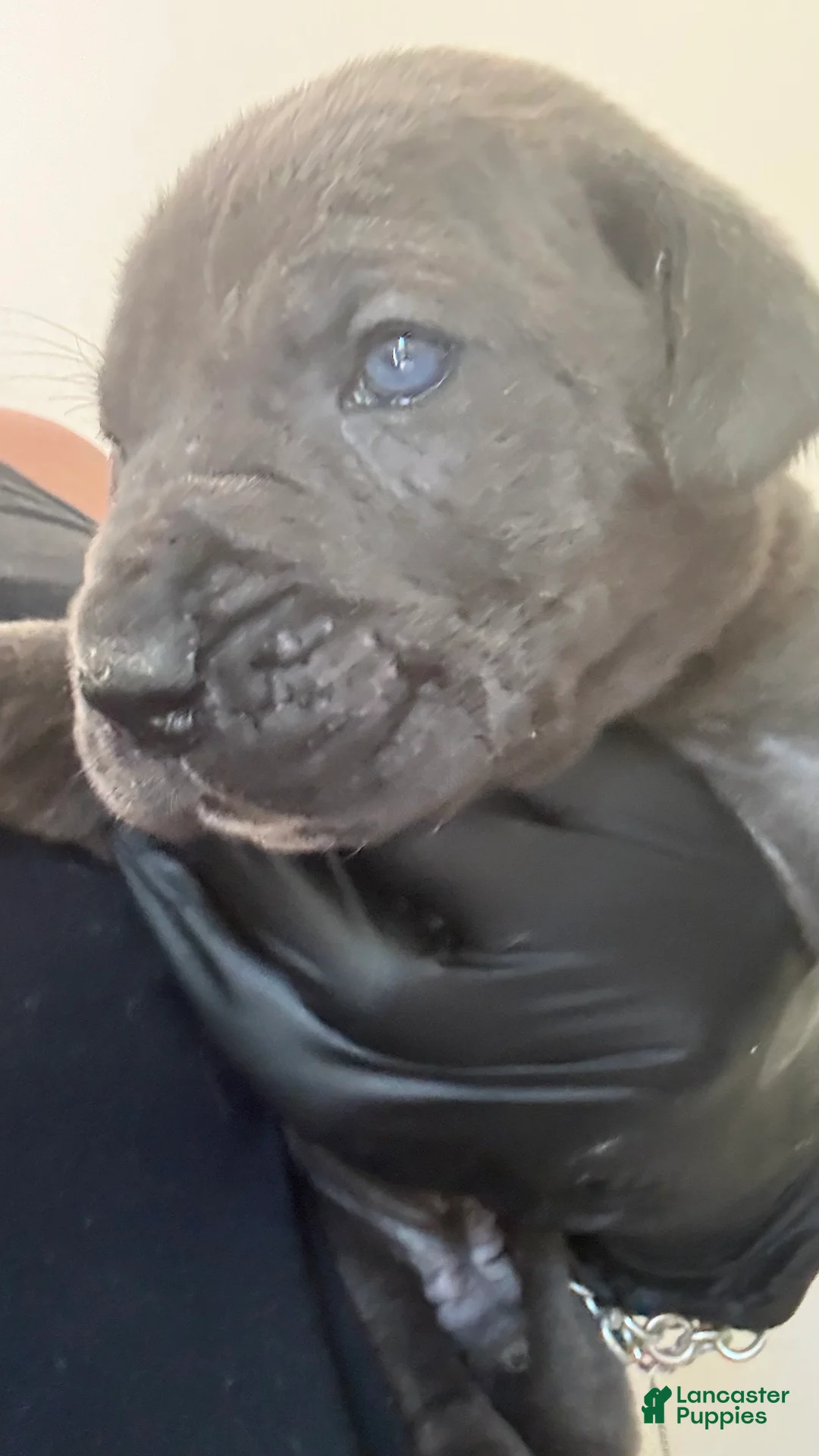 Cane Corso dogs for sale: Cane Corso 9- Lucas, Blue  - Ad 1