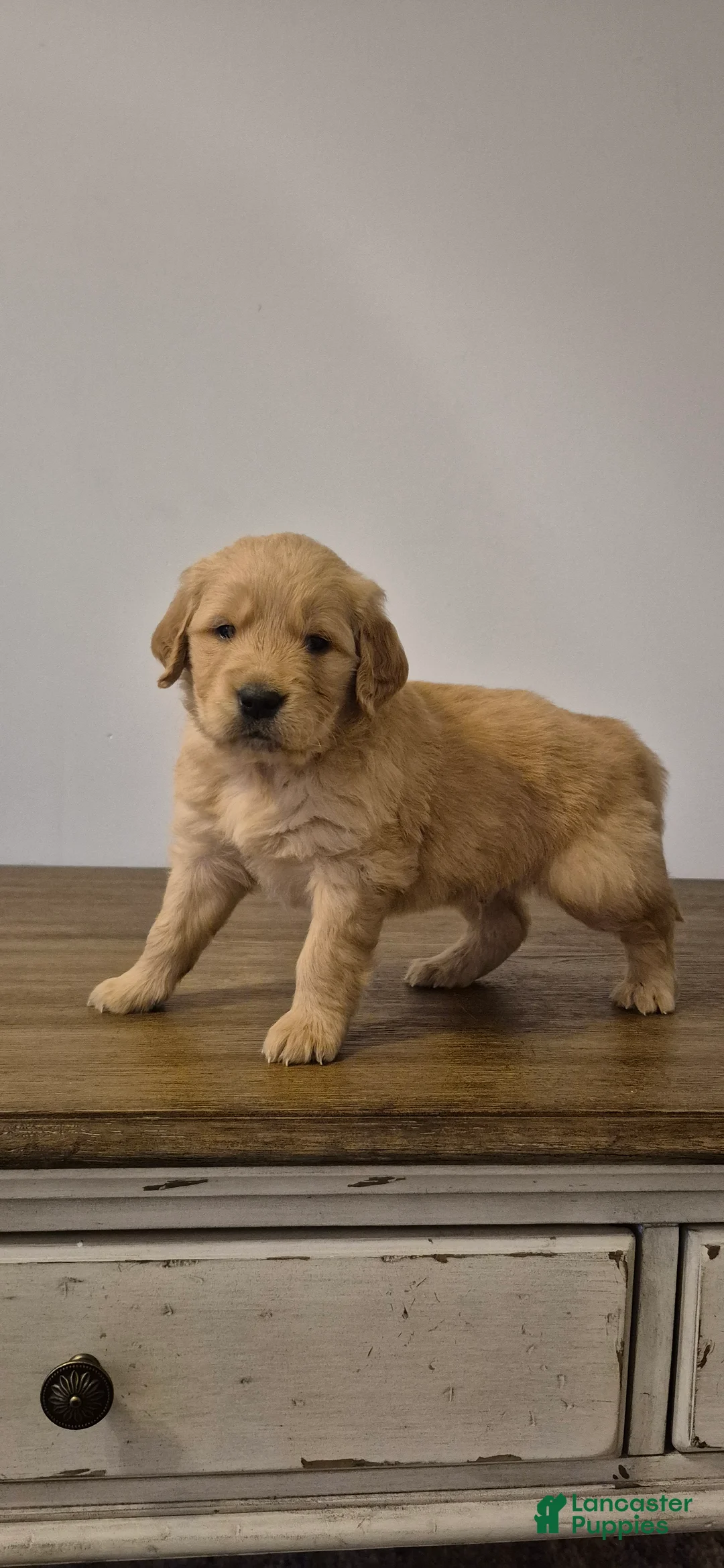 Golden Retriever dogs for sale: Finn - Ad 3