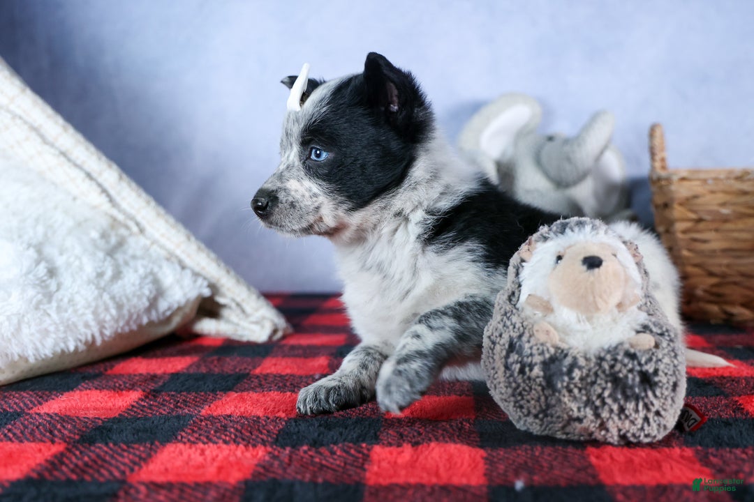 Mixed Breed dogs for sale: DIXIE - Ad 9