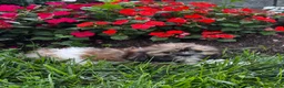 Shih Tzu dogs for sale: Sheldon - Ad 3