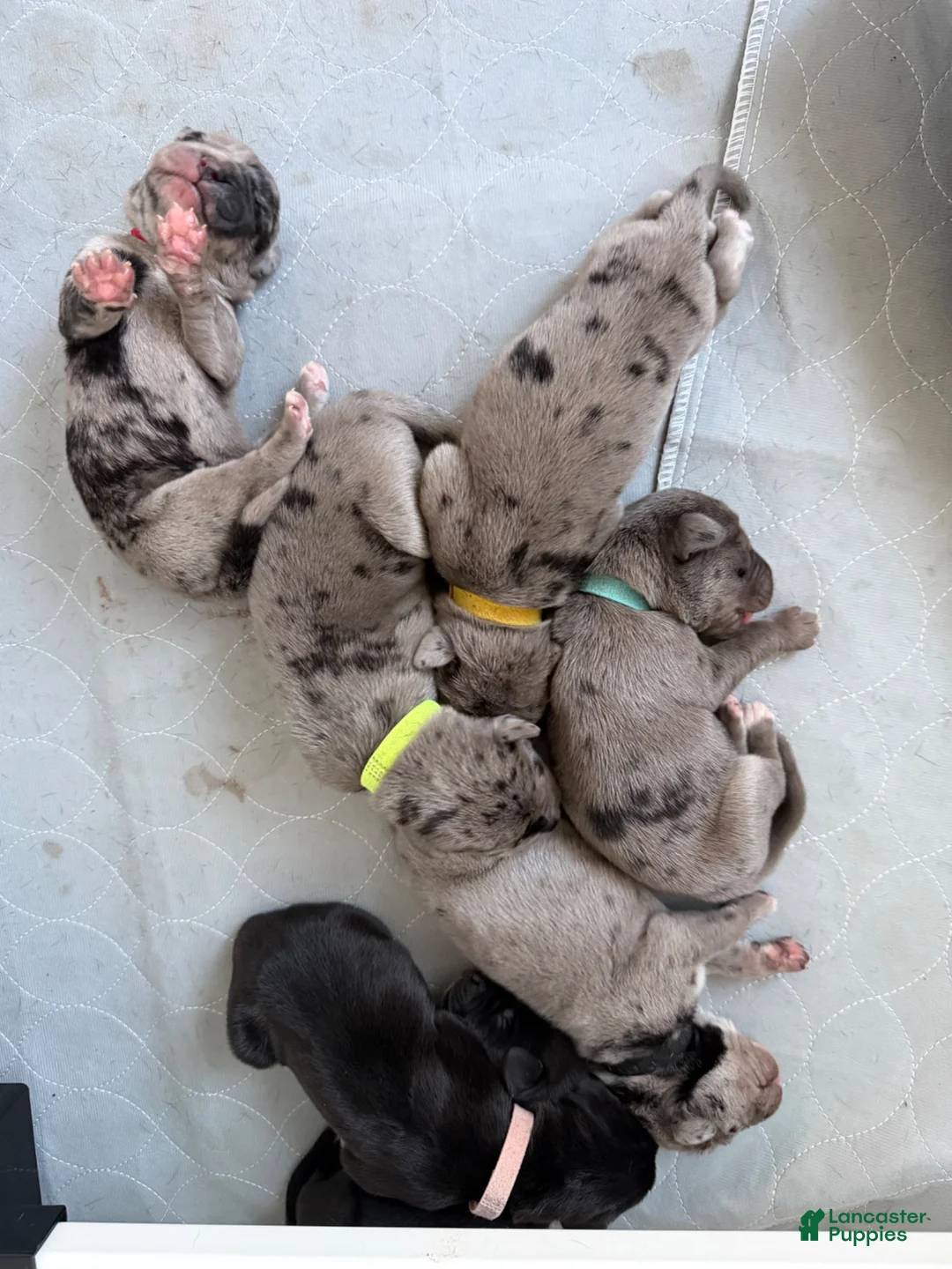 Mixed Breed dogs for sale: Brown  - Ad 8