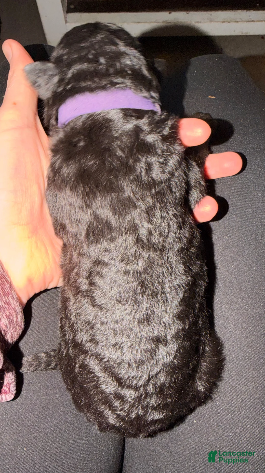 German Shepherd dogs for sale: German Shepherd Puppy 3- Purple Female - Ad 2