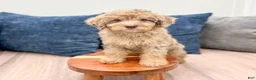 Miniature Poodle dogs for sale: Pearl - Ad 2