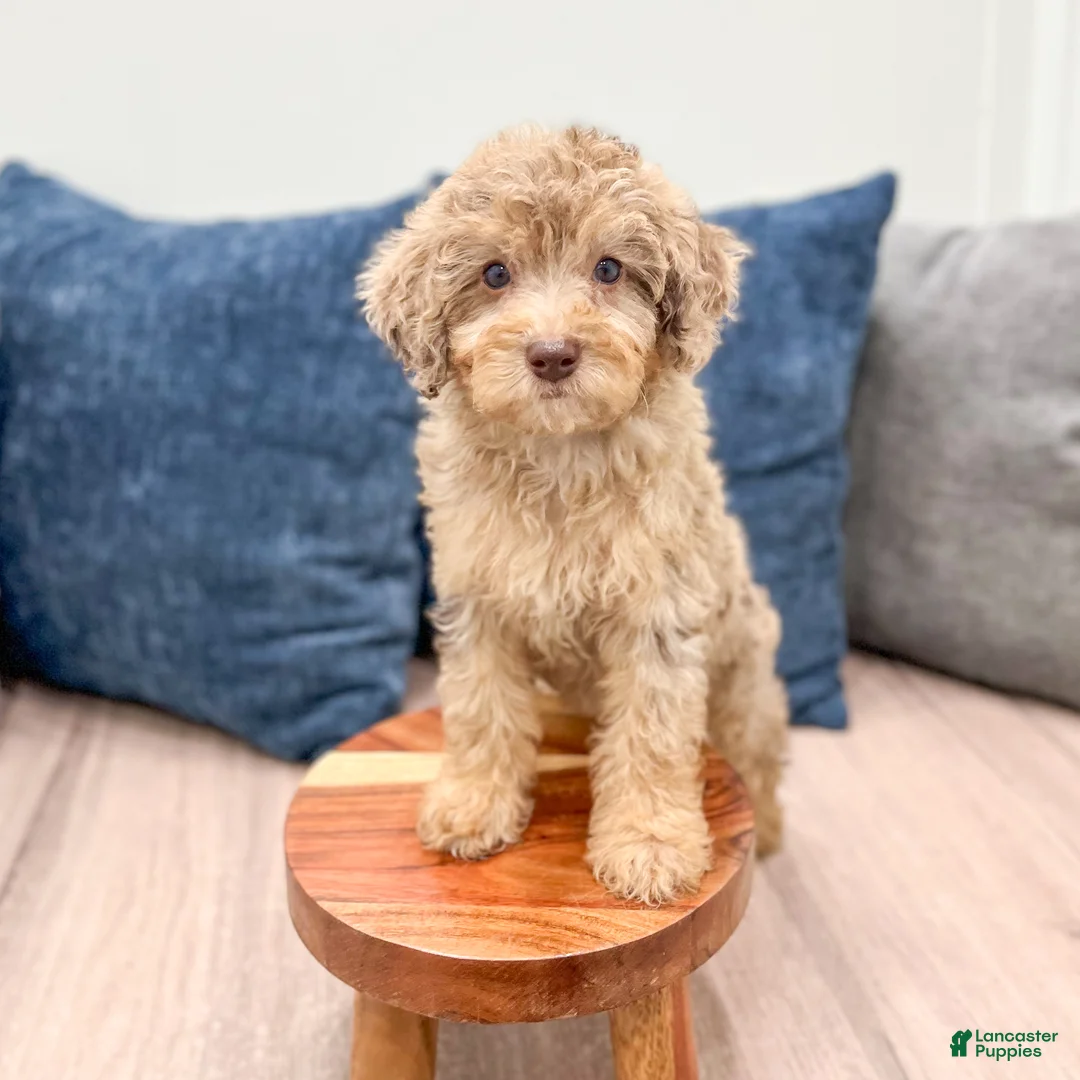 Miniature Poodle dogs for sale: Pearl - Ad 2