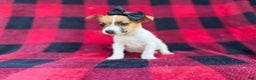 Jack Russell Terrier dogs for sale: Bailey  - Ad 8