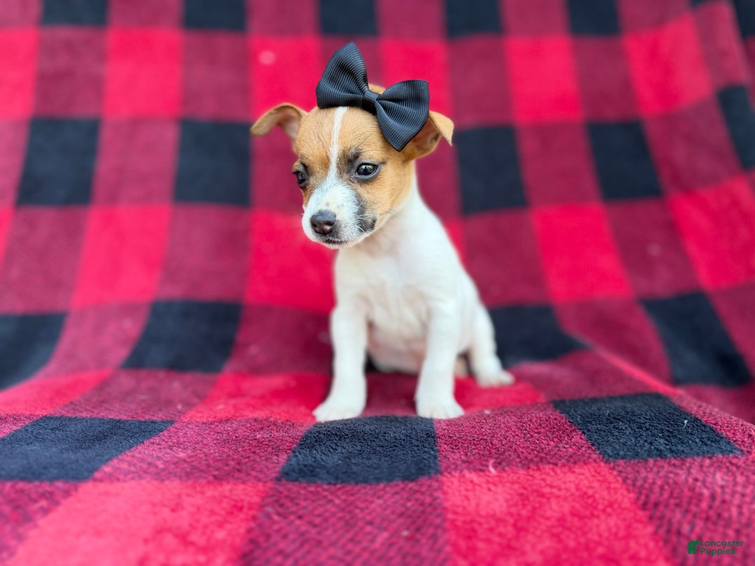 Jack Russell Terrier dogs for sale: Bailey  - Ad 8