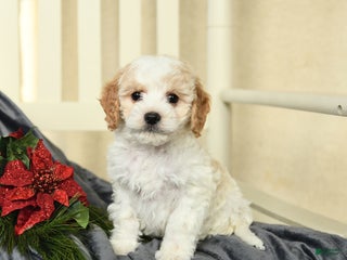 Cavapoo dogs Cody - Ad 34