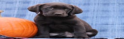 Labrador Retriever dogs for sale: John  - Ad 2