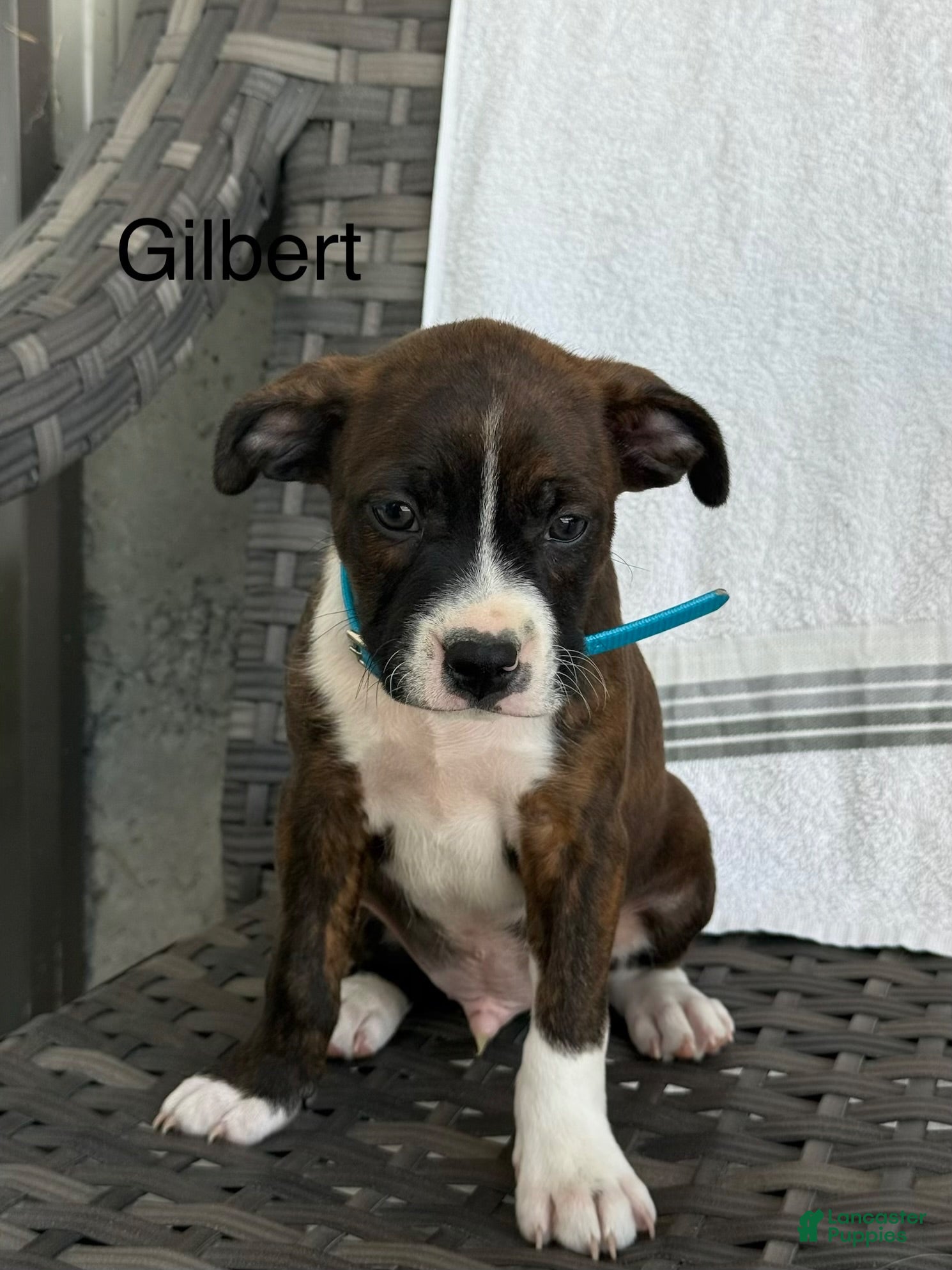 Mixed Breed dogs Gilbert  - Ad 2