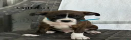 Mixed Breed dogs for sale: Gilbert  - Ad 2